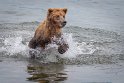 143 Katmai NP, bruine beer